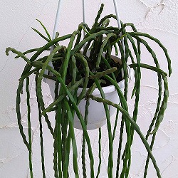 リプサリス：パラドクサ　5号吊り鉢*