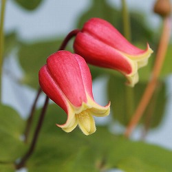 クレマチス：チェリーリップ4号ポット（ヴィオルナ系）