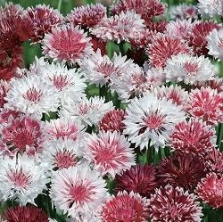 セントーレア（矢車菊）：クラシックロマンティック3号ポット 6株セット