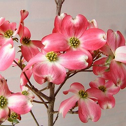 ハナミズキ：レッドジャイアント2.5号ポット