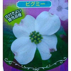 ハナミズキ：ピグミー2.5号ポット