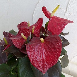 アンスリウム：コーラルチャンピオン 6号鉢入り