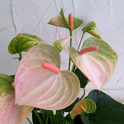 アンスリウム：レガンザ6号鉢植え