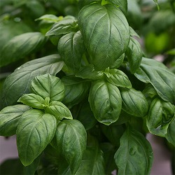 バジル：エバーリーフ　エメラルド3～3.5号ポット 6株セット