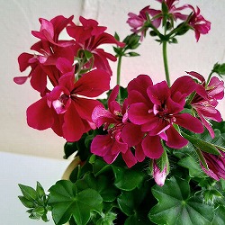 アイビーゼラニウム：ルーレット レッド系3.5号ポット