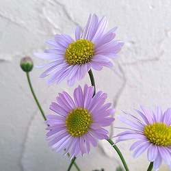 [19年4月中旬予約]ブラキカム：ジャンボミスティーライラック3号ポット