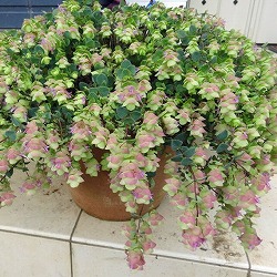 花オレガノ：バーバラチンゲイ3号ポット 4株セット