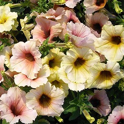 ペチュニア：ステファニー3.5号ポット