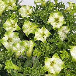 ペチュニア：純翠（じゅんすい）3.5号ポット 6株セット