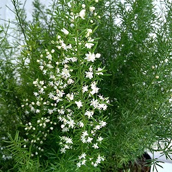 アスパラガスメリー　6号鉢植え