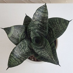 サンセベリア：ハニー4号鉢植え