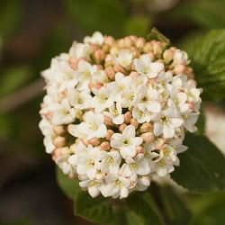 ガマズミ：オオチョウジガマズミ3号ポット