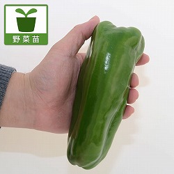 大きな肉厚ピーマン：おばぴー3.5号ポット 2株セット
