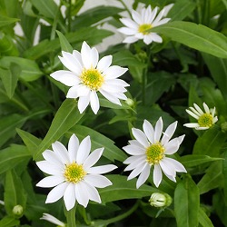 ミヤコワスレ：瀬戸の白雪3号ポット