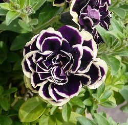 ペチュニア：華みやび3号ポット 24株セット