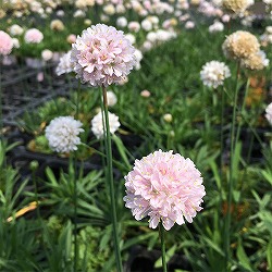 アルメリア：サクラスティック3号ポット 12株セット