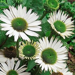 エキナセア：パープレア・バージン（ヴァージン）3号ポット