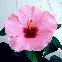 ハイビスカス：サニーシティー・ピンク系5号鉢植え