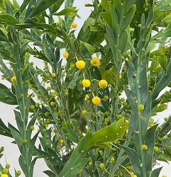 アカシア：グラウコプテラ8号鉢植え