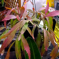 リプサリス：レッドコーラル5号吊鉢植え