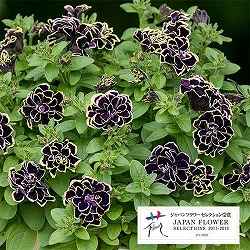 ペチュニア：花衣（はなごろも）　黒真珠（くろしんじゅ）5号鉢植え