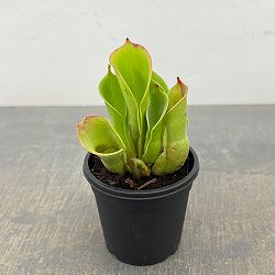 サラセニア：ミノール交配3号鉢植え