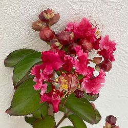 サルスベリ（百日紅）：ダイナマイト6号鉢入り*