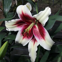 オリエンタルリリー：ゼバ1球入り