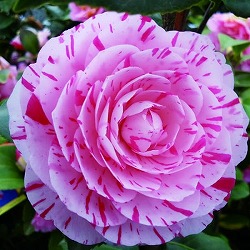[25年9月中下旬予約]椿（ツバキ）：花見笠（はなみがさ）4号ポット