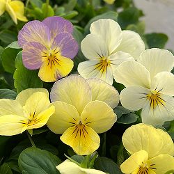 ビオラ：天使の誘惑3～3.5号ポット 8株セット