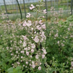 キャットミント：ピンク系（ネペタ）3号ポット