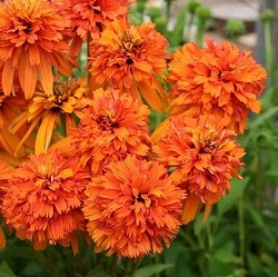 エキナセア（八重咲き）：マーマレード3号ポット