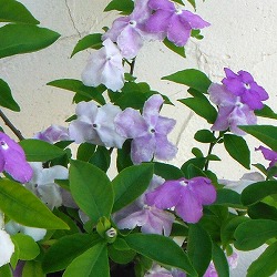 ニオイバンマツリ（ブルンフェルシア）4号鉢植え