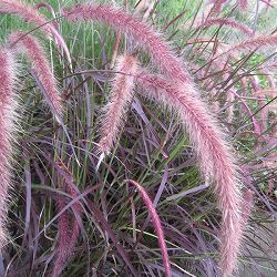 パープルファウンテングラス（ペニセタム・ルブラム）3号ポット