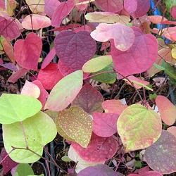 マルバノキ（丸葉の木）3.5号ポット