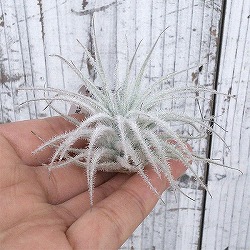 チランジア：テクトラム（テクトルム） Sサイズ（直径3～5cm）