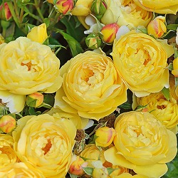 （開花予定株）デルバールローズ：シャトー・ドゥ・シュベルニー6号角鉢植え*