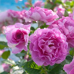 ドリュ：ラヴァンデ・パルフュメ6号角鉢植え*