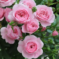 四季咲中輪バラ：フィレール6号角鉢植え*