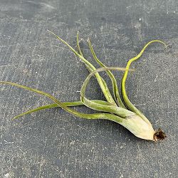 チランジア：カプトメデューサエ  Lサイズ（長さ約14～16cm）