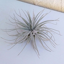 チランジア：テクトラム（テクトルム）Lサイズ（直径９～10cm）