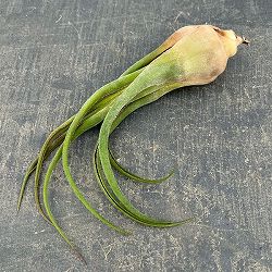 チランジア：セレリアナ Lサイズ（長さ約16～20cm）