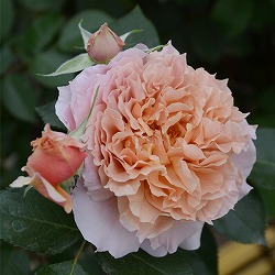 ロサ・オリエンティス：ル・サブリエ大苗6号角鉢植え