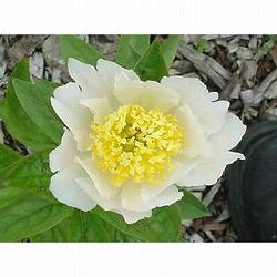 シャクヤク（芍薬）：富士の峰3.5号ポット