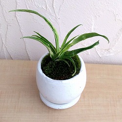 [ギフトに]オモト（万年青）：姫牡丹陶器鉢植え／アンジェラ白L・皿付