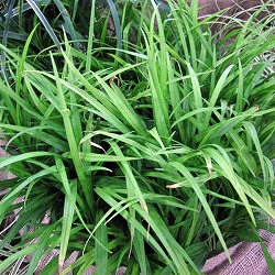 キチジョウソウ（吉祥草）3.5号ポット 2株セット