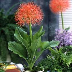 ハエマンサス：マルチフローラ（ムルチフローラ・赤花）5号鉢植え