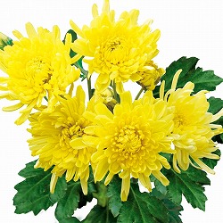 食用菊：黄 3.5号ポット 3株セット