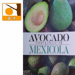 アボカド：メキシコーラ5号ポット（接木苗）