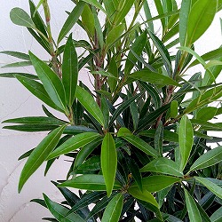 フィカス：コルダータ　サリシフォリア　5号鉢植え